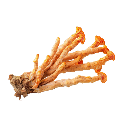 Cordyceps for utholdenhet: gammel visdom, moderne vitenskap